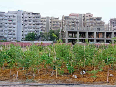 green cover urban forestry termed need of hour