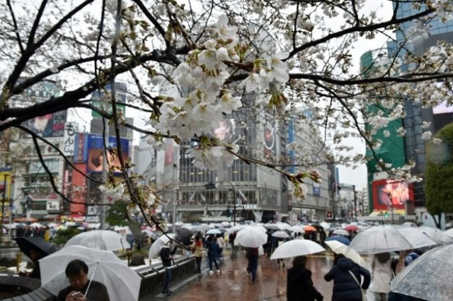 an invasive beetle is threatening japan 039 s cherry trees and their famed blossoms photo afp an invasive beetle is threatening japan 039 s cherry trees and their famed blossoms photo afp