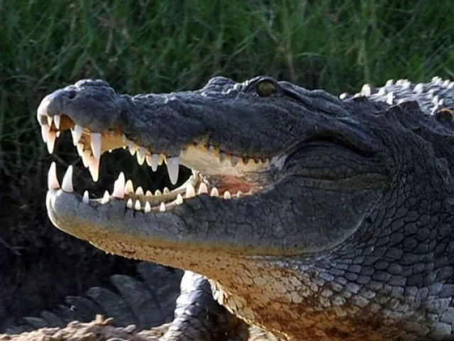 parks and wildlife spokesperson added that crocodile attacks were on the rise in recent weeks due to heavy rain photo afp parks and wildlife spokesperson added that crocodile attacks were on the rise in recent weeks due to heavy rain photo afp
