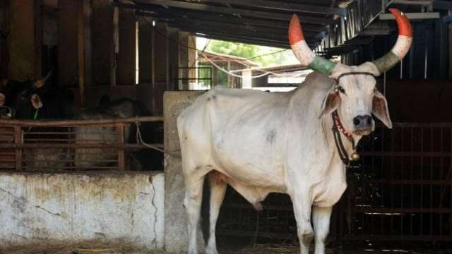 similar cases of cow vigilante violence are at the trial stage photo afp similar cases of cow vigilante violence are at the trial stage photo afp