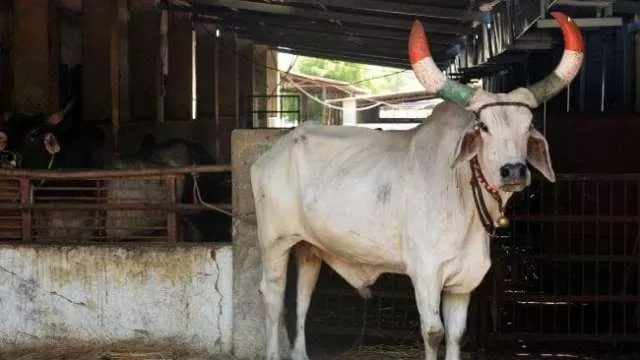 similar cases of cow vigilante violence are at the trial stage photo afp similar cases of cow vigilante violence are at the trial stage photo afp
