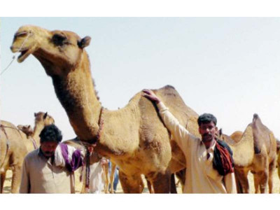 who s the fairest farm animals compete in beauty pageant