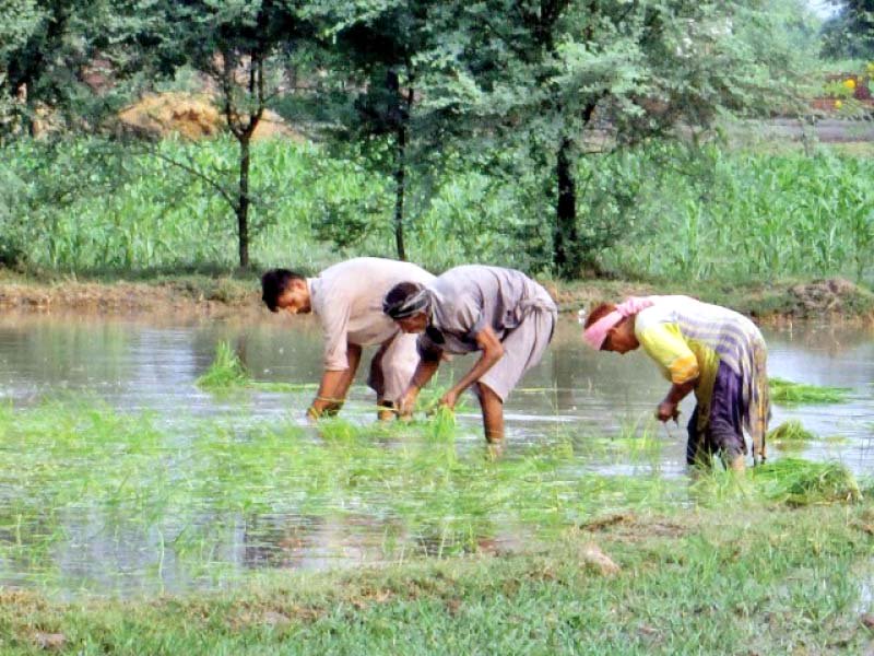 the meteorological department has predicted less rainfall in early kharif but normal showers during monsoon photo file