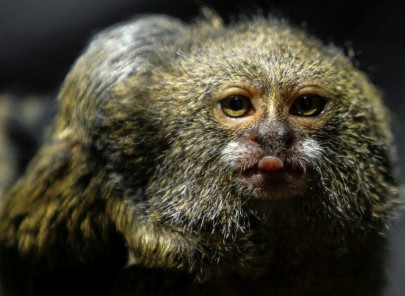 species in decline worldwide humans at risk species in decline worldwide humans at risk