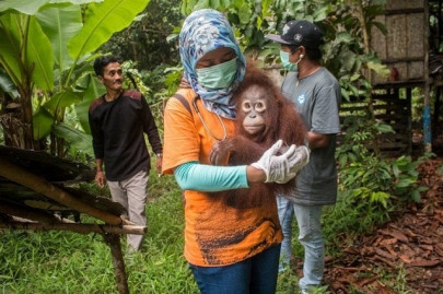 indonesian house pet orangutans rescued by activists
