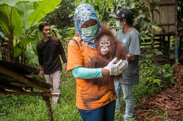 utu the orangutan being carried after being rescued from villagers photo afp utu the orangutan being carried after being rescued from villagers photo afp