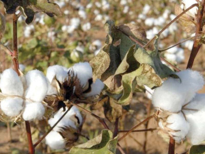 govt agrees to stop cotton imports during crop picking