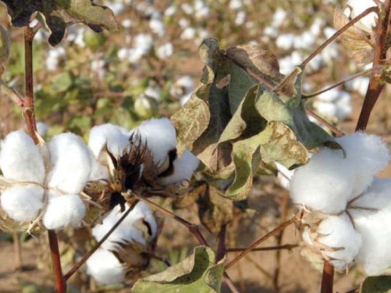 the committee focused on improving spinning and ginning processes by adopting better technology shifting the current weight based pricing system to the one based on quality and cotton labeling by ginners to show quality features photo file