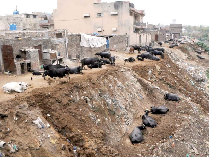 an illegal poultry market and buffaloes at a cattle pen in dhok dalal photo agha mehroz express