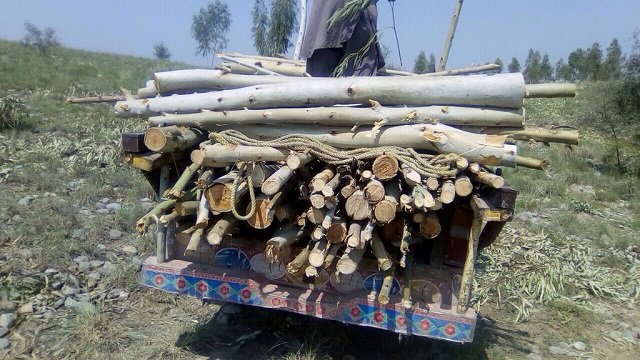 station house officer mattani ibrahim khan explained that those who were responsible for tree felling were summoned to the police station to probe the matter and that police will submit a report in this regard soon photo express