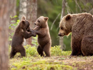 Mama Bears Use Humans To Keep Their Cubs Safe, Science