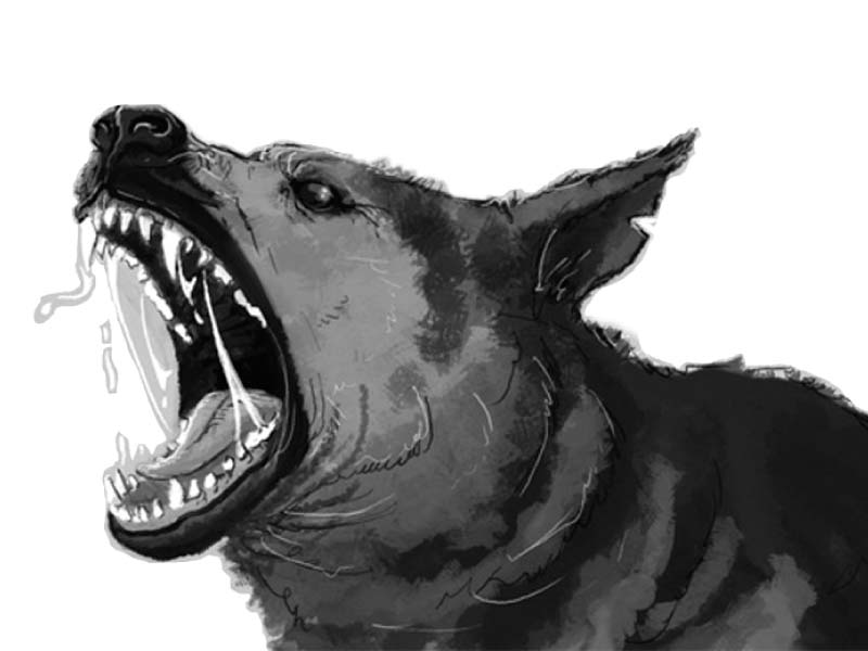 rabid dog drawing