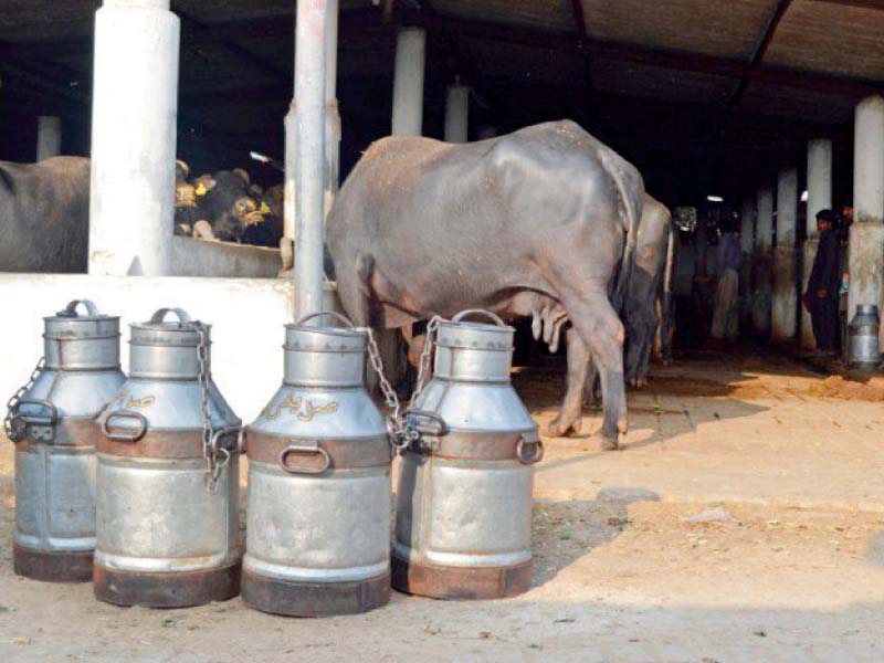 lower profits and a decline in volumes have severely impacted investments in the sector and have marred the initiatives taken to develop the milk farming communities photo file