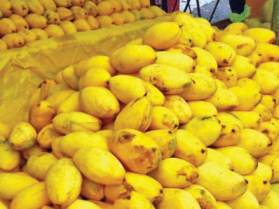 water scarcity threatens mango crop in south punjab water scarcity threatens mango crop in south punjab