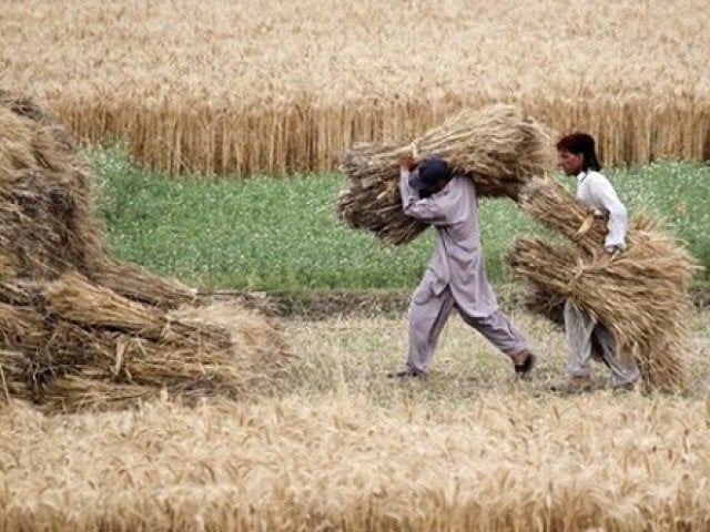 farmers in punjab celebrate rainfall in cropping season