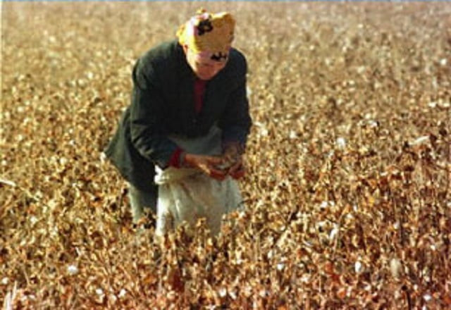southern xinjiang is a major producer of cotton and fruit however a lack of water and outdated irrigation systems have long hampered agricultural development in the region photo afp southern xinjiang is a major producer of cotton and fruit however a lack of water and outdated irrigation systems have long hampered agricultural development in the region photo afp