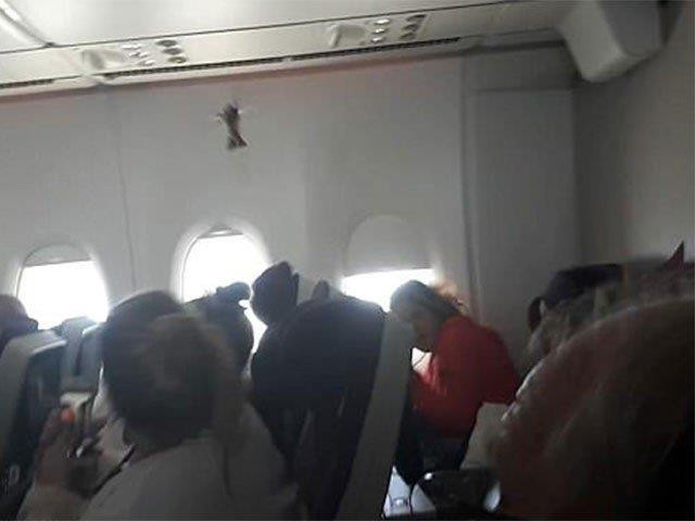the bird appeared out of nowhere when the plane was almost 39 000 feet above the ground photo express the bird appeared out of nowhere when the plane was almost 39 000 feet above the ground photo express