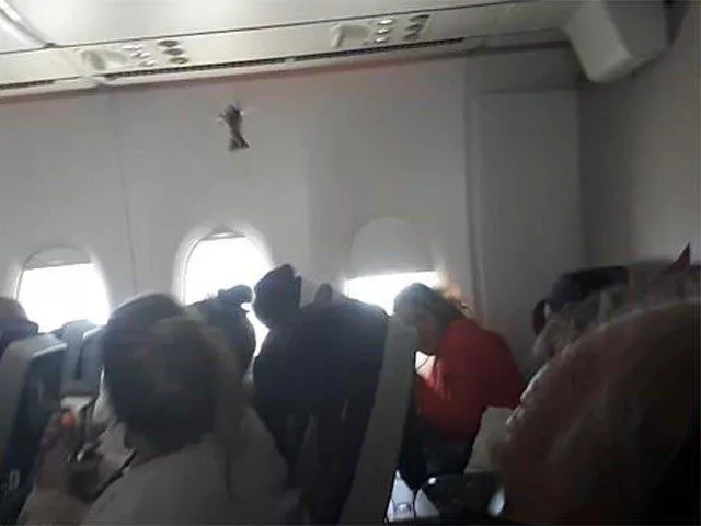 the bird appeared out of nowhere when the plane was almost 39 000 feet above the ground photo express the bird appeared out of nowhere when the plane was almost 39 000 feet above the ground photo express