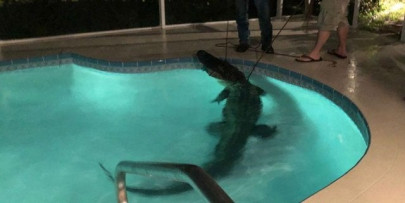 11 foot alligator takes a swim in couple s indoor pool in florida 11 foot alligator takes a swim in couple s indoor pool in florida