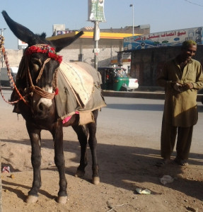 peshawar where donkeys are heroes