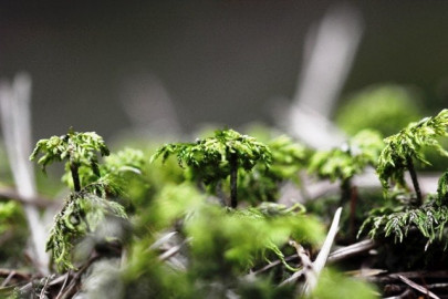 moot ends chitral termed paradise of botanists