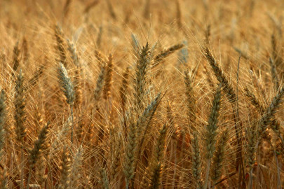 demand for wheat harvesting machines increases demand for wheat harvesting machines increases