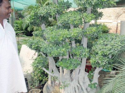 right of way cda board refuses to allot plots to nurseries