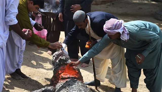 the oldest crocodile believed to be anywhere between 70 and 100 years old is feted at the festival 039 s climax photo afp the oldest crocodile believed to be anywhere between 70 and 100 years old is feted at the festival 039 s climax photo afp