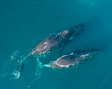 bowhead whales of the arctic are wonderful jazz artists
