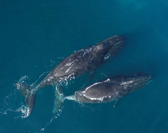 songs of bowhead whales are completely changing both within and between years and scientists don 039 t really know why photo courtesy newswire ca