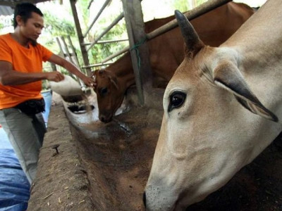 quranic recitals for cows recommended to improve beef quality in malaysia quranic recitals for cows recommended to improve beef quality in malaysia