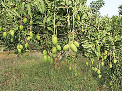 rahim yar khan to get mango research station rahim yar khan to get mango research station