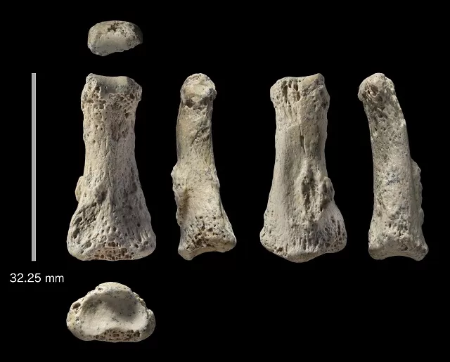 this fossil of an intermediate phalanx bone 1 2 inches 3 2 cm long suggests our species exited africa far earlier photo reuters this fossil of an intermediate phalanx bone 1 2 inches 3 2 cm long suggests our species exited africa far earlier photo reuters