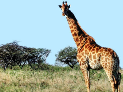 importing zoo animals punjab wildlife department unable to secure permit importing zoo animals punjab wildlife department unable to secure permit