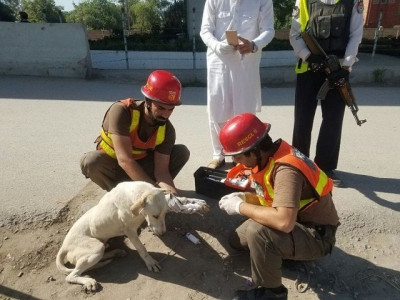watch prompt action by rescue 1122 saves stray dog s life in peshawar watch prompt action by rescue 1122 saves stray dog s life in peshawar