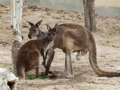 16 kangaroos on the loose as burglar damages fence during zoo robbery 16 kangaroos on the loose as burglar damages fence during zoo robbery