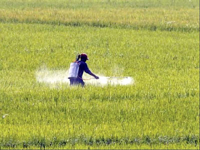 govt likely to withdraw cash subsidy on urea sales govt likely to withdraw cash subsidy on urea sales