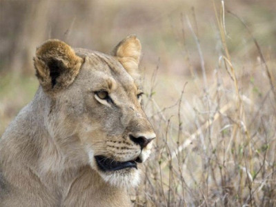 lioness gives birth to three cubs