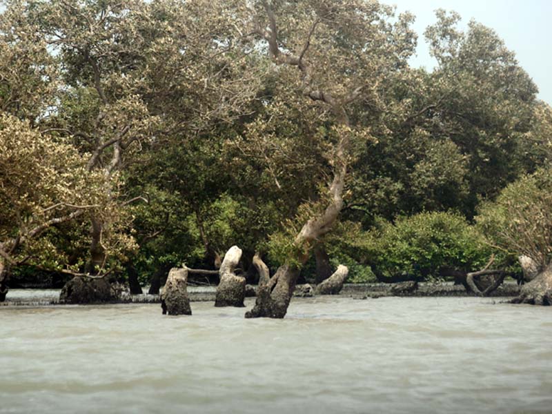 pakistan sets world record by planting over one million mangroves