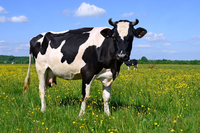 cows may become biggest mammal on earth if humans keep up extinctions predicts study
