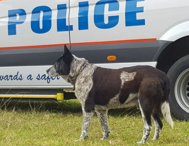 this handout from kelly benston taken and received on april 21 2018 shows max a seventeen year old blue heeler in warwick after he spent the night with a lost three year old in australian bushland photo afp this handout from kelly benston taken and received on april 21 2018 shows max a seventeen year old blue heeler in warwick after he spent the night with a lost three year old in australian bushland photo afp