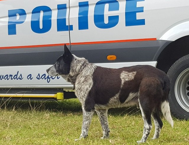 this handout from kelly benston taken and received on april 21 2018 shows max a seventeen year old blue heeler in warwick after he spent the night with a lost three year old in australian bushland photo afp