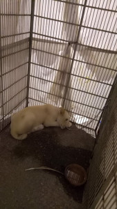 photo of caged lion cub draws public ire photo of caged lion cub draws public ire