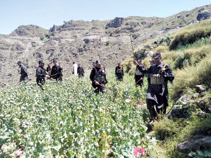 security forces men destroy a poppy field in mohmand agency photo express