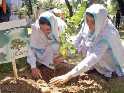 spring dive initiative to plant saplings continues