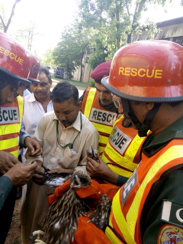 the bird was finally rescued after cutting the string it was entangled in photo express