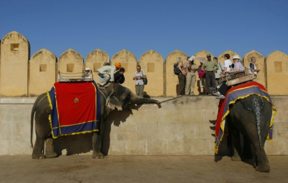 blind elephants used by tourists at popular indian fort