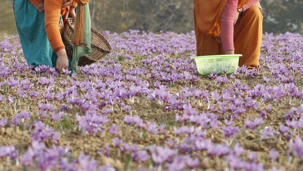 kashmiri villagers collect saffron flowers at a field photo reuters