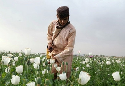 afghan farmers stick to growing opium in the face of less lucrative options