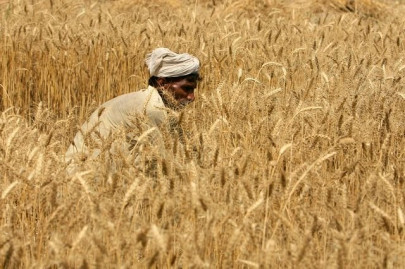 opp strongly opposes govt s wheat policy